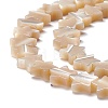Natural Trochid Shell/Trochus Shell Beads SSHEL-O001-25B-01-2