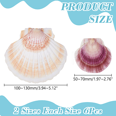 2 Styles Natural Shell SSHEL-WR0001-06A-1