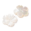 Natural White Shell Beads SSHEL-C012-23B-2