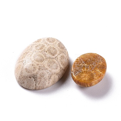 Natural Fossil Coral Cabochons G-M379-21-1