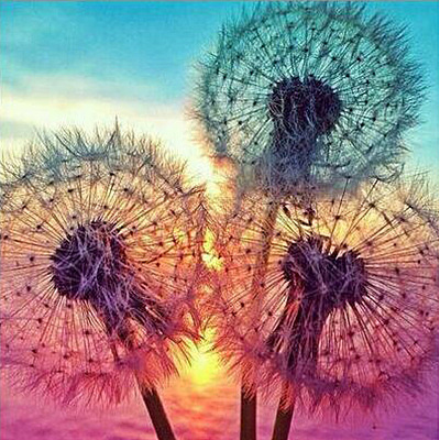 DIY 5D Dandelion Pattern Canvas Diamond Painting Kits DIY-C021-14-1