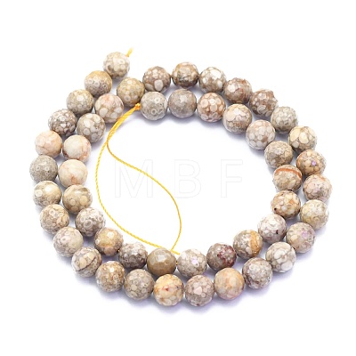 Natural Conch Fossil Beads Strands G-K310-A07-8mm-1