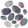 12Pcs 6 Styles Natural Abalone Shell Display Decorations DJEW-GA0001-69-1