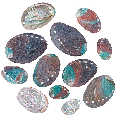 12Pcs 6 Styles Natural Abalone Shell Display Decorations DJEW-GA0001-69-1