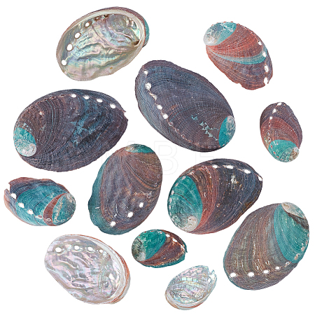 12Pcs 6 Styles Natural Abalone Shell Display Decorations DJEW-GA0001-69-1