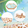 Natural Shell & Starfish Resin Cabochons Decorations SHEL-AR0001-13-3