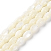 Natural Trochus Shell Beads Strands BSHE-E030-02C-1