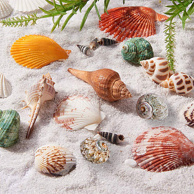 Beautiful Beach Sea Shells SSHEL-PH0004-17-1