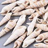 Natural Spiral Shell Beads SSHEL-S258-79-1