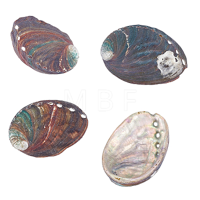 Natural Paua Shell Display Decorations DJEW-WH0042-148B-1