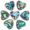 Natural Abalone Shell/Paua Shell Beads SHEL-BBC0001-02-1