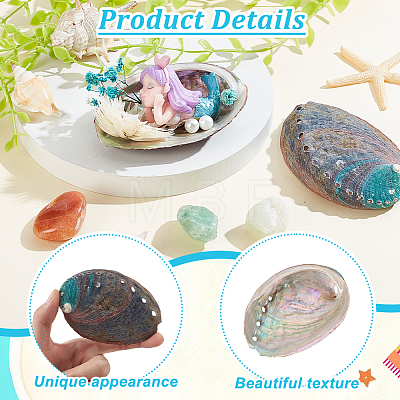 Natural Abalone Shell Display Decoration FIND-WH0817-038A-1