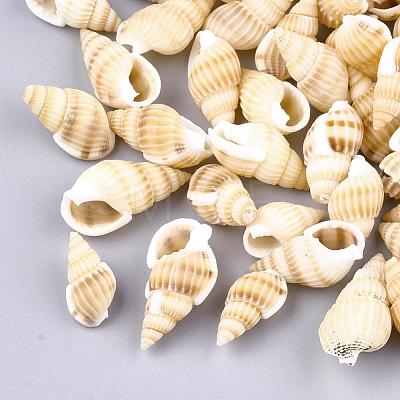 Natural Spiral Shell Beads SSHEL-R036-15-1