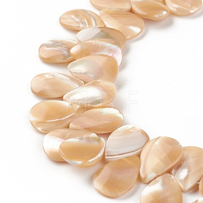 Natural Trochid Shell/Trochus Shell Beads SSHEL-T012-17-1