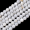 Natural Freshwater Shell Beads Strands SH-CBA2978-07D-03-1