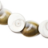 Natural Shiva Eye Shell Beads Strands SHEL-G021-01B-3
