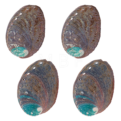 Natural Abalone Shell Display Decoration FIND-WH0817-038A-1