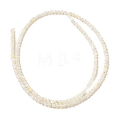 Natural White Shell Beads Strands SHEL-M021-03B-1