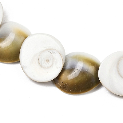 Natural Shiva Eye Shell Beads Strands SHEL-G021-01B-1