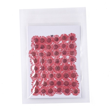 Centaurea Iberica Embossing Dried Flower DIY-K032-65K-1