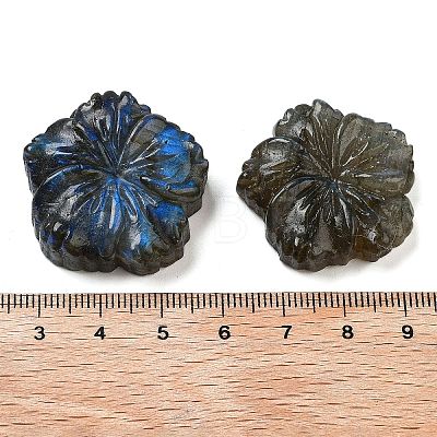 Natural Labradorite Carved Cabochons G-C152-06-1