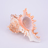 Natural Shell Display Decorations SSHEL-WH0001-19-2