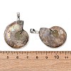 Snail Fossil Pendants G-D051-1-5