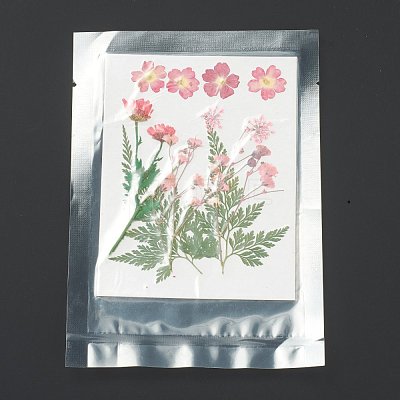 Pressed Dried Flowers X-DIY-H153-A10-1
