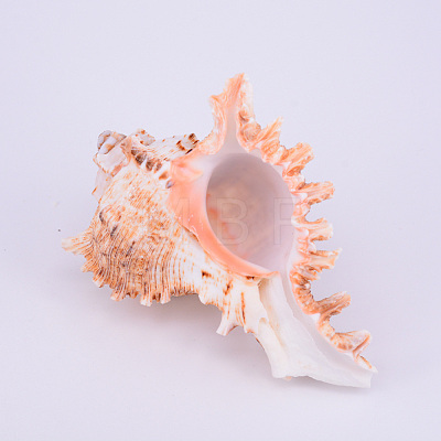 Natural Shell Display Decorations SSHEL-WH0001-19-1
