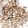 Fashewelry Spiral Shell Beads SSHEL-FW0001-01-4