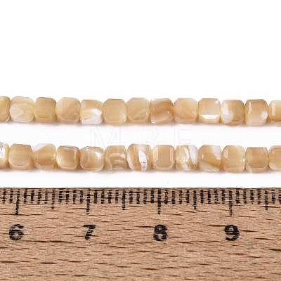 Natural Trochid Shell/Trochus Shell Beads Strands BSHE-T014-52B-01-1