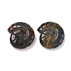 Natural Tiger Eye Conch Display Decorations DJEW-D303-01A-1