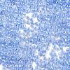 Glass Seed Beads SEED-A011-2mm-146-2