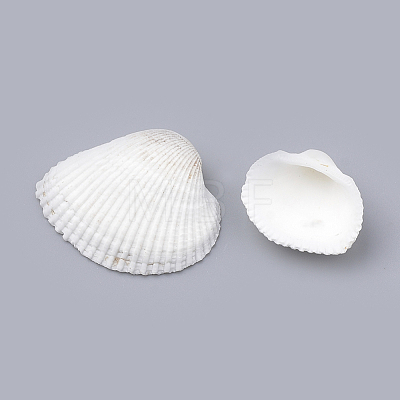 Natural Ark Shell Beads SSHEL-S258-14-1