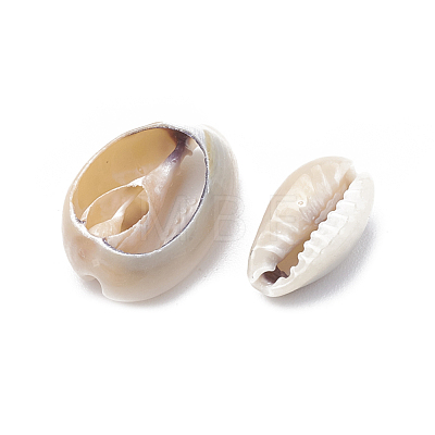 Cowrie Shell Beads SSHEL-T004-03-1