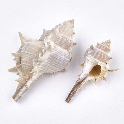 Conch Shell Beads SSHEL-S258-57-1