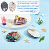 Natural Paua Shell Display Decorations DJEW-WH0042-148B-3