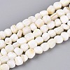 Natural Freshwater Shell Beads Strands BSHE-T014-51B-1