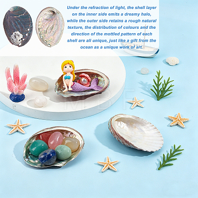 Natural Paua Shell Display Decorations DJEW-WH0042-148B-1