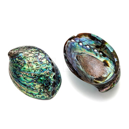 Natural Abalone Shell/Paua ShellDecoration X-SSHEL-F0005-01-1