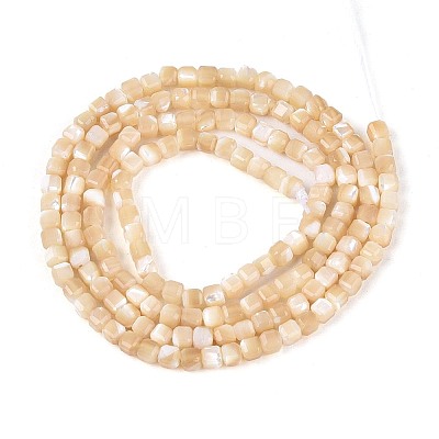 Natural Trochid Shell/Trochus Shell Beads Strands BSHE-T014-52A-02-1