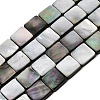 Natural Black Lip Shell Beads Strands SHEL-A006-09B-1