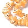 Dyed Natural Trochus Shell Beads Strands SSHEL-C013-09C-3