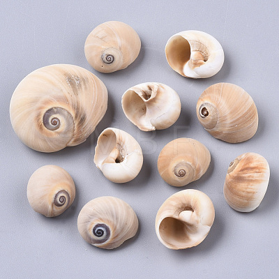 Natural Conch Shell Beads SSHEL-S258-78-1
