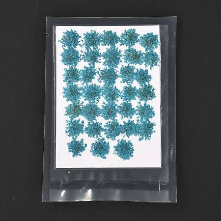 Pressed Dried Flowers DIY-K032-58E-1