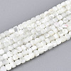 Natural Trochid Shell/Trochus Shell Beads Strands SSHEL-N041-04A-01-1