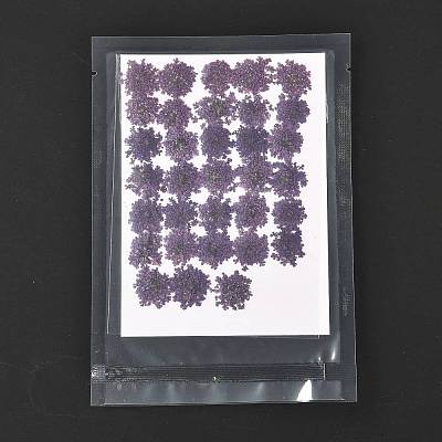 Pressed Dried Flowers DIY-K032-58D-1