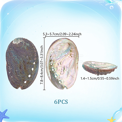 Natural Paua Shell Display Decorations DJEW-WH0042-147-1