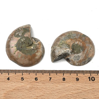 Natural Conch Fossil Cabochons SHEL-G021-01-1