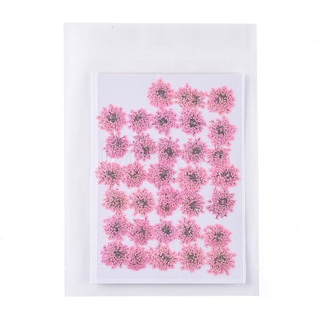 Pressed Dried Flowers DIY-K032-58G-1